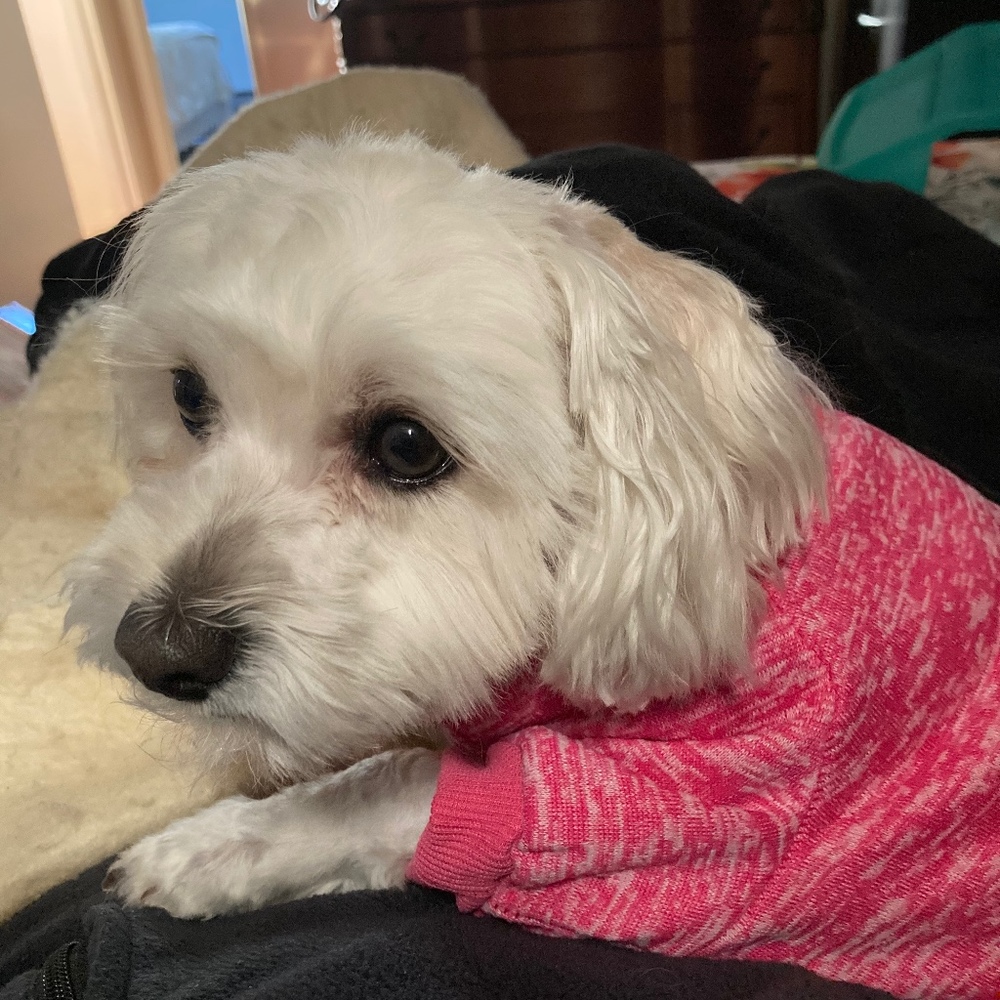 Meet your Posher, Jennifer maxey